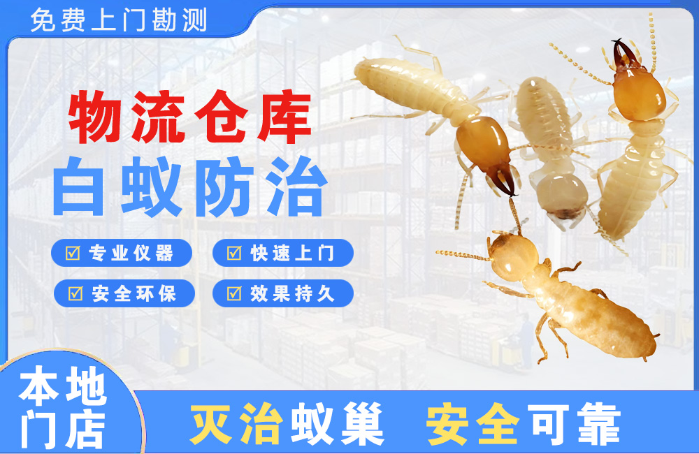 屯昌物流仓库白蚁防治