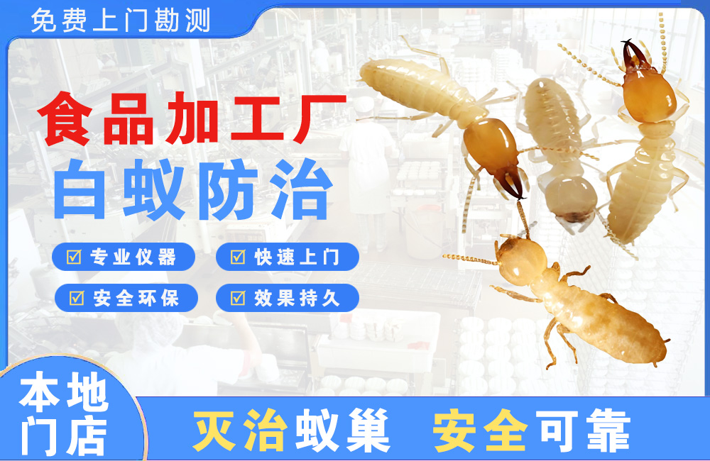 屯昌食品加工厂白蚁防治