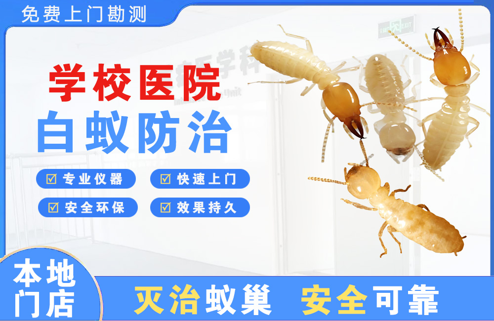 屯昌学校医院白蚁防治