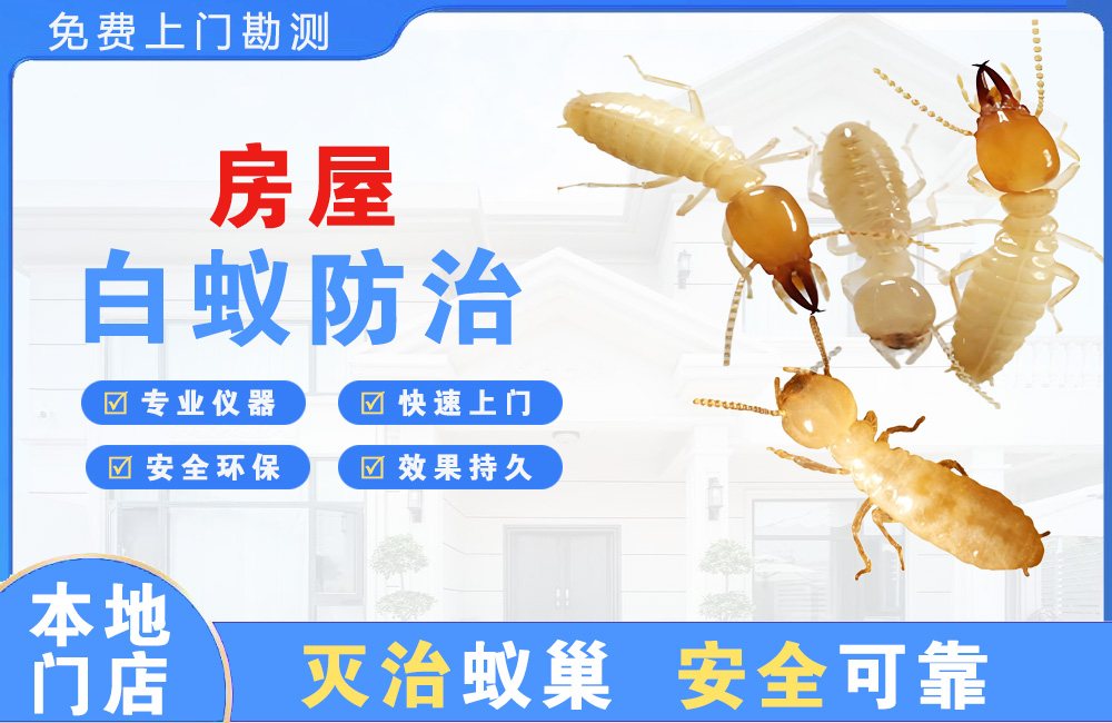 屯昌房屋白蚁防治
